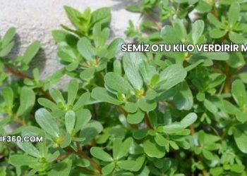 Semiz Otu Kilo Verdirir mi?