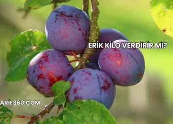Erik Kilo Verdirir mi?